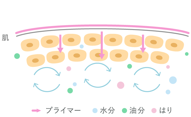 肌のイラスト