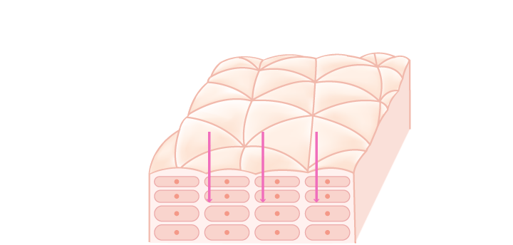 肌断面のイラスト