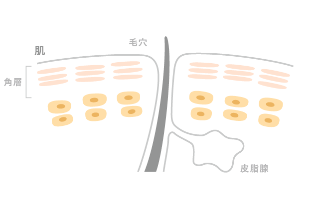 美しい肌