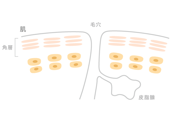 美しい肌