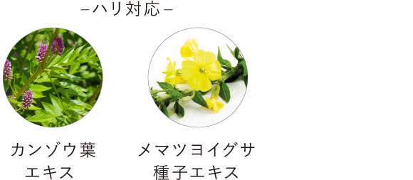 –ハリ対応– カンゾウ葉エキス メマツヨイグサ種子エキス
