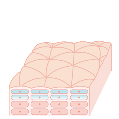 浸透サポートイラスト