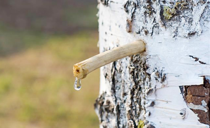 シラカバイメージ01