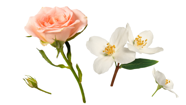 ローズ・ジャスミン