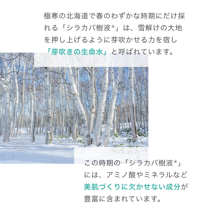 極寒の北海道で春のわずかな時期にだけ採れる「シラカバ樹液＊」は、雪解けの大地を押し上げるように芽吹かせる力を宿し「芽吹きの生命水」と呼ばれています。 この時期の「シラカバ樹液＊」には、アミノ酸やミネラルなど美肌づくりに欠かせない成分が豊富に含まれています。