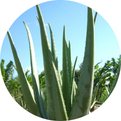 アロエ